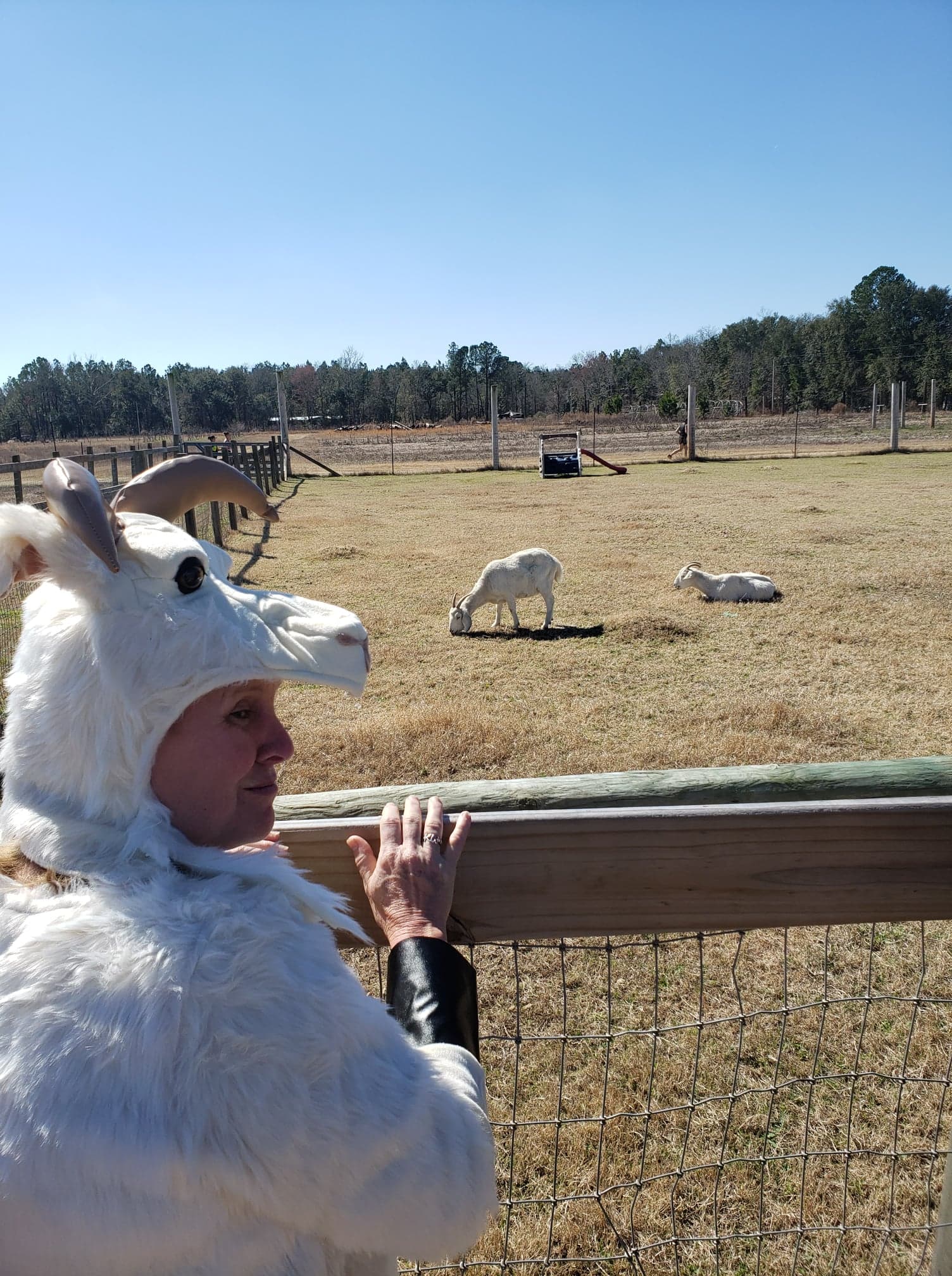 Woman in goat costume studying the real goats at Hunter Cattle Co.